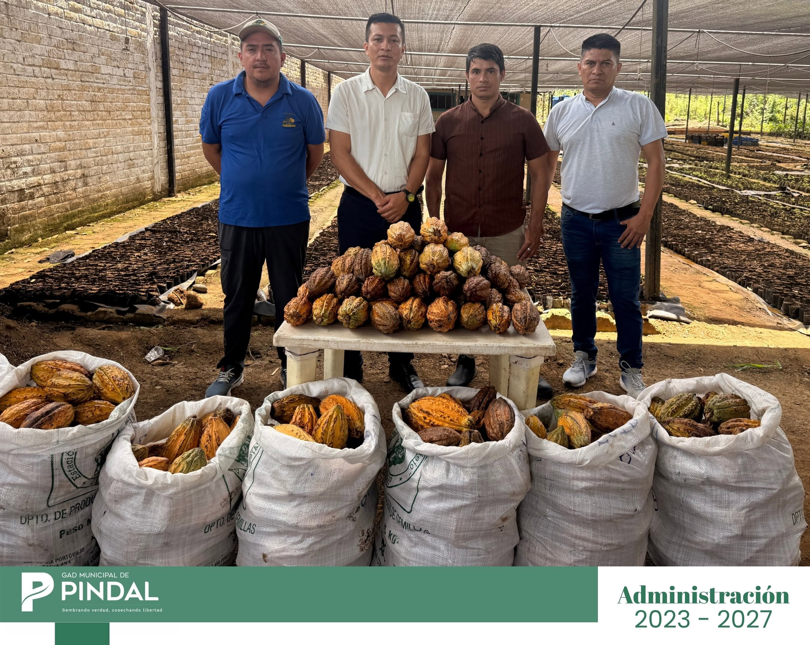 Alcalde de Pindal, junto 400 mazorcas de cacao 